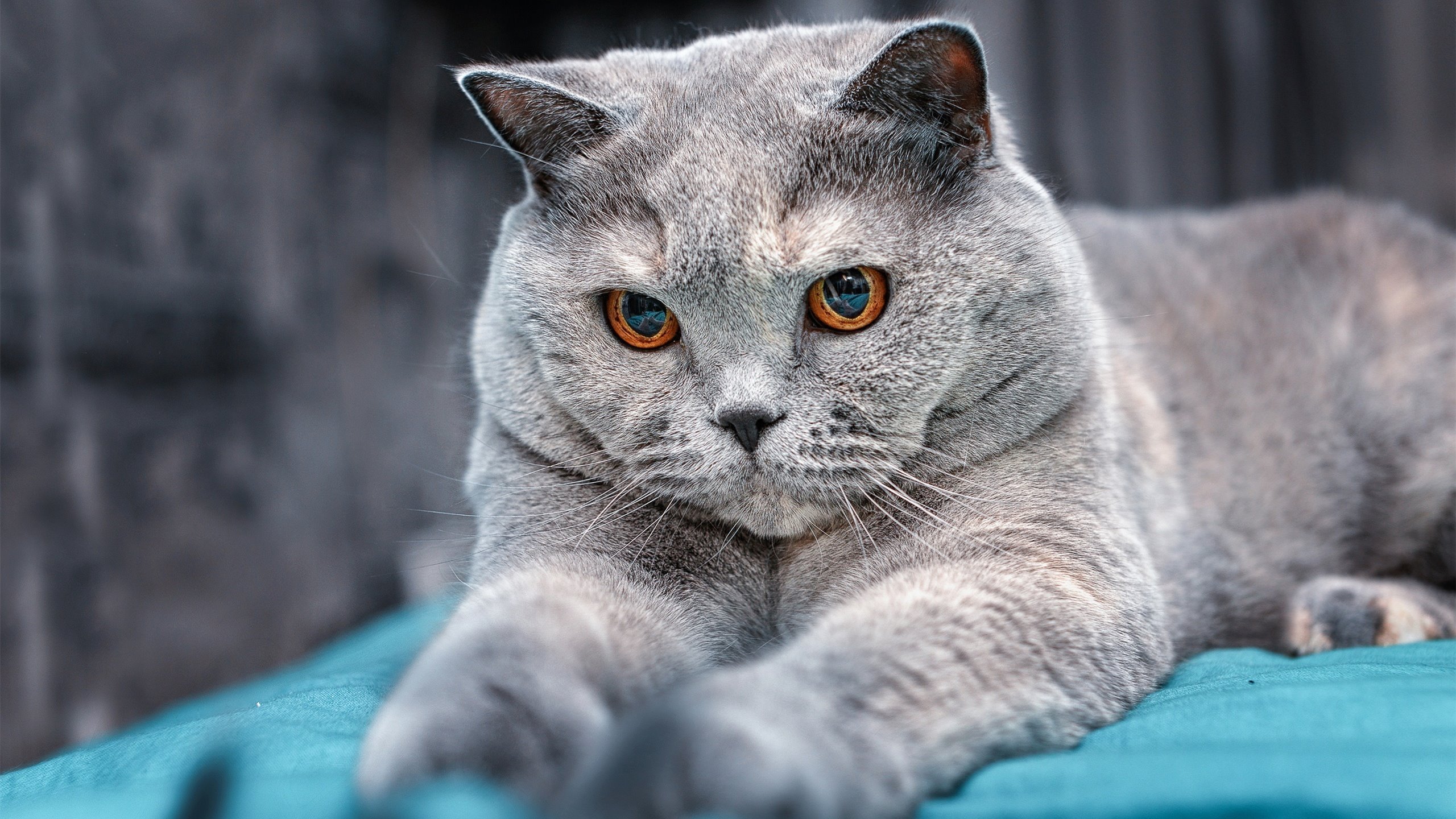 九游体育官方入口-世界杯之夜，拉亚神迹刷新纪录