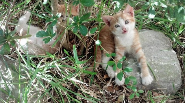 九游体育官方入口-委内瑞拉资本风暴，国际米兰的猝死与哈弗茨的焦点战征服