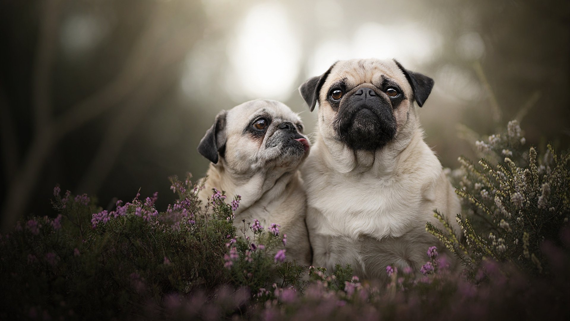 佩德里全面爆发引领西班牙狂胜,巴西提前终结悬念轻取马里