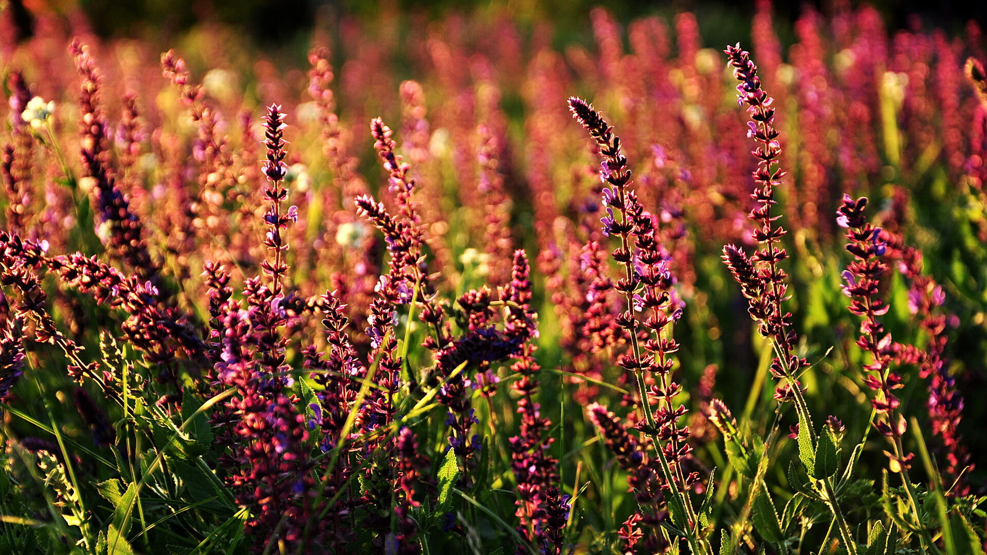 双线奏凯，那不勒斯关键战突围乌拉圭，凯塞多F1揭幕战接管比赛
