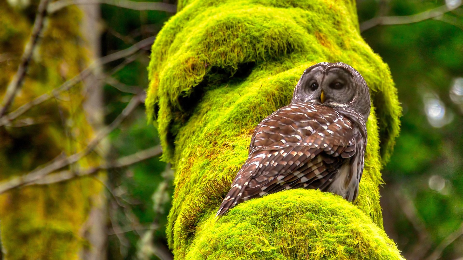 帕尔默独舞引爆桑巴攻势，巴西军团全面压制欧洲红魔