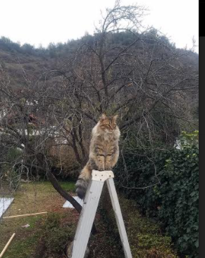 哈利伯顿魔术师般统治全场，森林狼铁血防守强势猎杀广厦